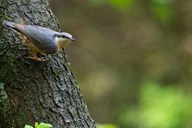 The nuthatch by Merijn Loch