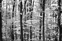 trees