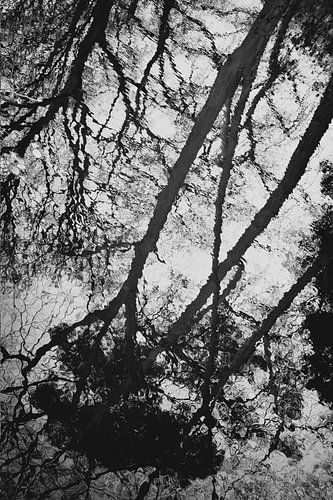 BÄUME SPIEGELN 03