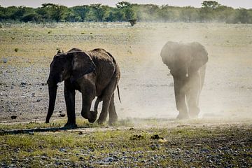 Eén of twee olifantjes?  van Sander RB