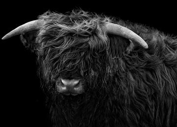 Schotse hooglander tegen zwarte achtergrond (zwart wit) van Maickel Dedeken