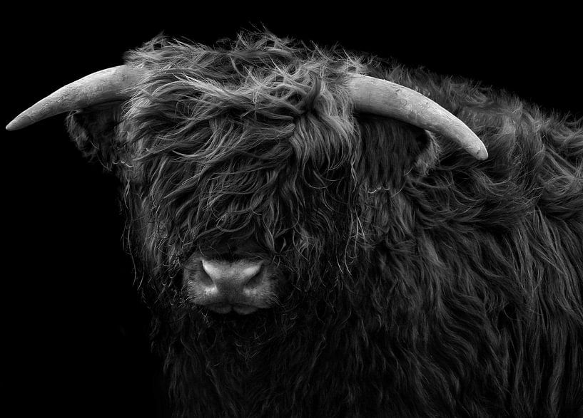Schotse hooglander tegen zwarte achtergrond (zwart wit) van Maickel Dedeken