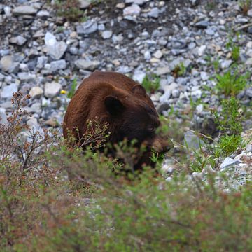 Bear by G. van Dijk