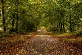 Wanderer im Wald von Alexander van der Molen