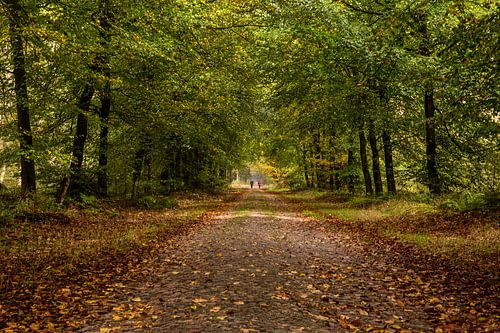 Wandelaars in het bos