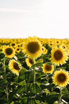 Feld mit Sonnenblumen in der Toskana | Italien | Botanisches Bild von Mirjam Broekhof
