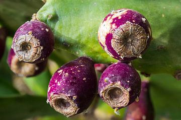 Vruchten van de Opuntia cactus