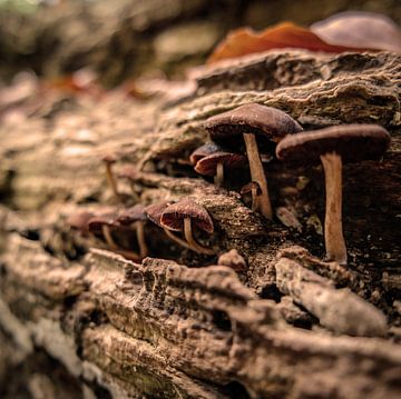 Gezinnetje paddestoelen (orange) van Danny van Schijndel