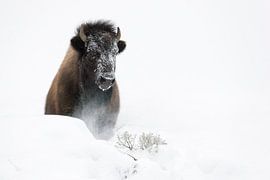 American Bison ( Bison bison ) in winter, breaking through a little hill of deep fluffy snow, fronta by wunderbare Erde