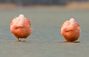 Twee Flamingo's lekker aan het rusten von Menno Schaefer