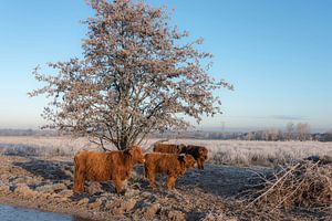 Schottischer Highlander mit Kälbern in Winterlandschaft