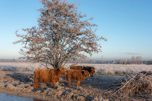 Schotse Hooglander met kalveren in winterlandschap