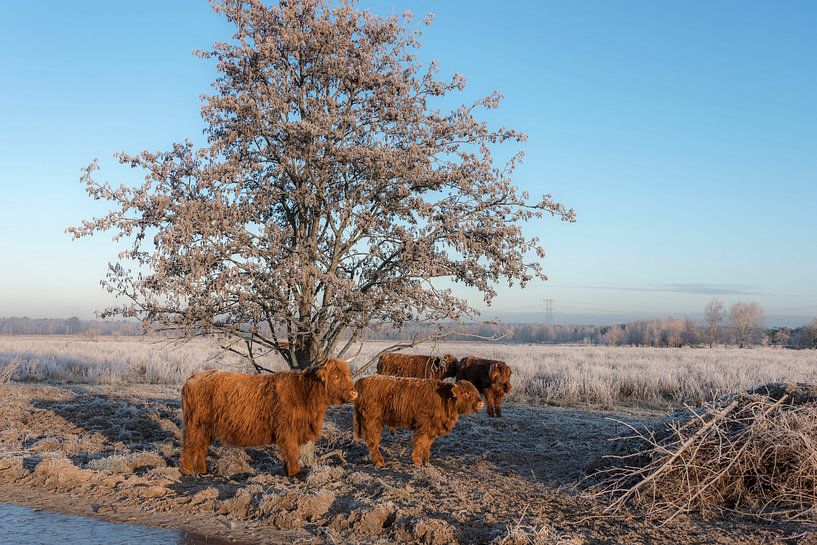 Schotse Hooglander met kalveren in winterlandschap van Ans Bastiaanssen