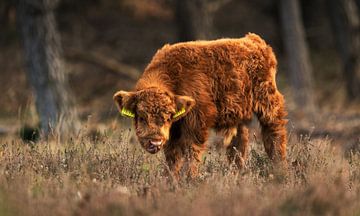 Schottisches Highlander-Kalb: Natur in ihrer sanftesten Form