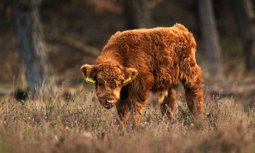Scottish Highlander Calf: Nature in its softest form