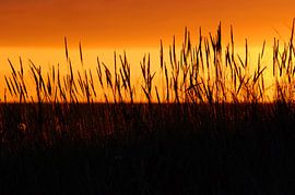 Zonsopkomst in duinen Schiermonnikoog