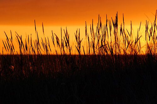 Zonsopkomst in duinen Schiermonnikoog