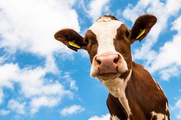 Cow with blue sky and clouds by Foto Kopen