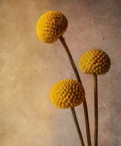 Craspedia / Trommelstockblume