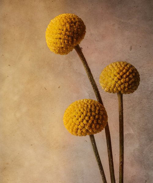 Craspedia / Trommelstockblume von Mariska Vereijken