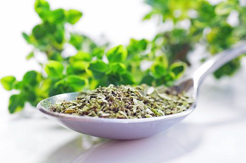 Herbes culinaires Origan frais