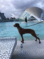 Vizsla voyage à Valence