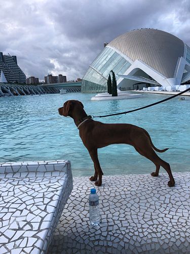 Vizsla auf Reisen in Valencia