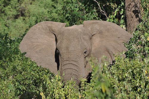 Image d'un éléphant.