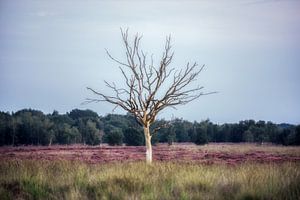 Einsamer Baum von Maikel Brands