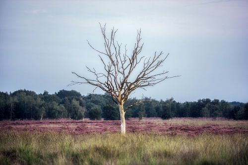 Arbre solitaire