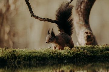 Squirrel in Clinge by Andy Troy