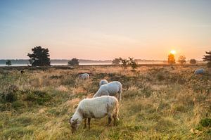 Schafe auf der Gortelse heide