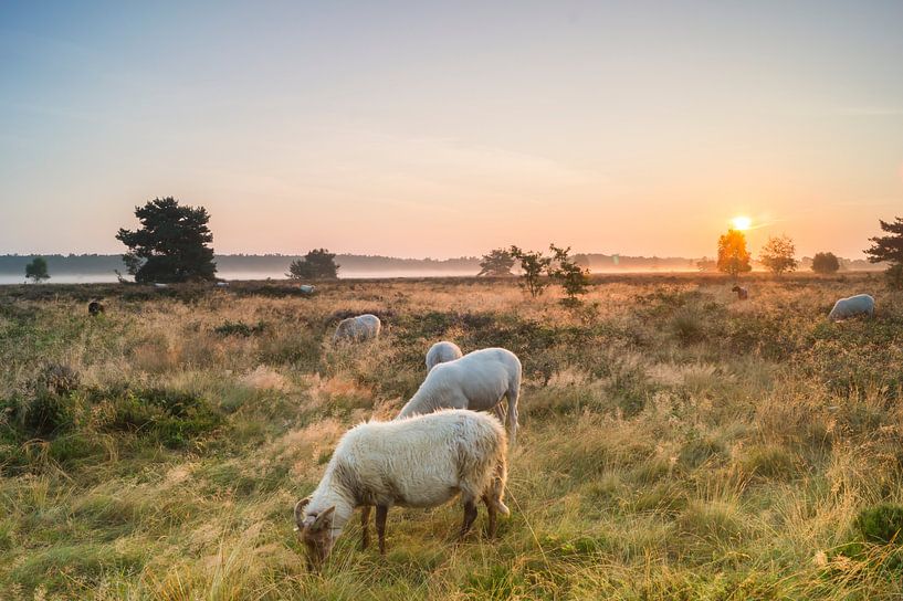 Sheep on the Gortelse heide by Jan Koppelaar