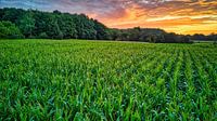 Cornfield at dawn.