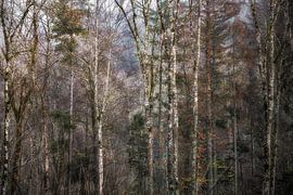 Sprookjesachtig herfstbos