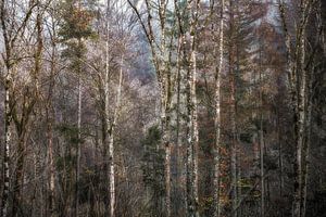 Märchenhafter Herbstwald