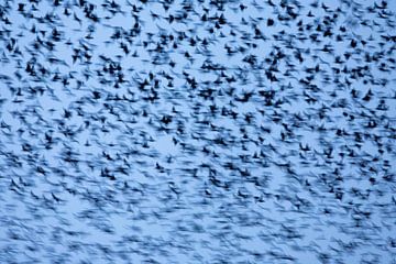 Starling swarm