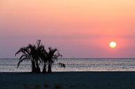 Palmboom aan de kust in de zonsopgang van Frank Herrmann thumbnail