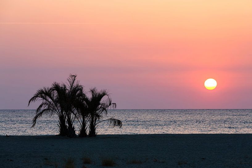 Palmboom aan de kust in de zonsopgang van Frank Herrmann