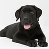 labrador puppy op een witte achtergrond sur Giovanni de Deugd