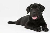Labrador Welpe schwarz