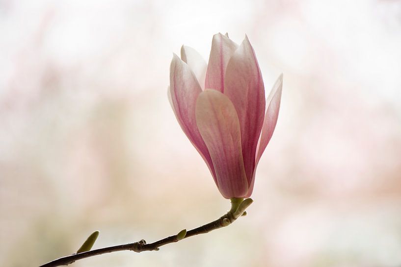 Magnolia van Barbara Brolsma