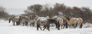 Konik horses in the snow by Dirk van Egmond
