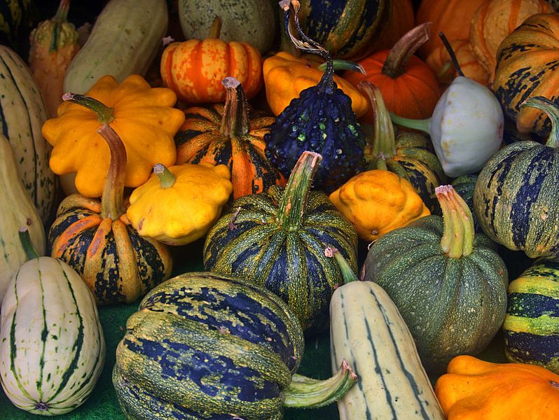 citrouilles par Edgar Schermaul