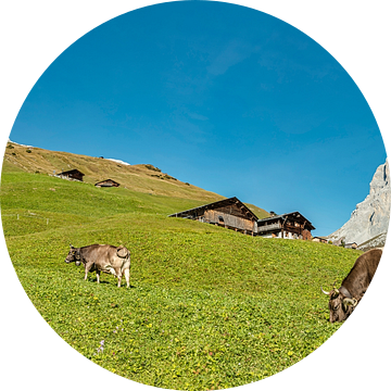 Grazende koe bij boerderijen, Schanielenbachtal met zicht op de Schijenflue, Pratigau, Sankt Antönie van Rene van der Meer