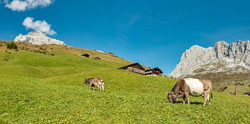 Weidende Kuh bei Bauernhöfen, Schanielenbachtal mit Blick auf die Schijenflue, Pratigau, Sankt Antön von Rene van der Meer
