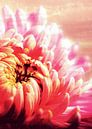 CHRYSANTHEMUM VIOLET PINK v1 von Pia Schneider Miniaturansicht