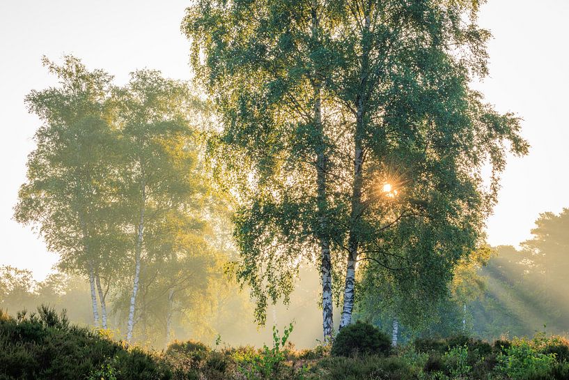 Sunbeams among the birch trees on the moors - Utrechtse Heuvelrug by Sjaak den Breeje