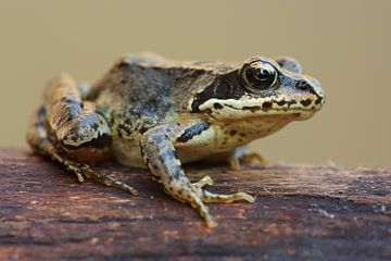 Braunfrosch (Rana temporaria) von Ronald Pol