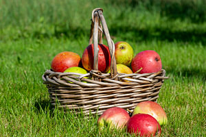 Korb voller Äpfel im Herbst